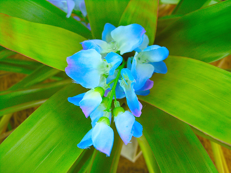 青い花のアップ